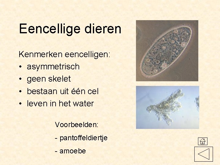 Eencellige dieren Kenmerken eencelligen: • asymmetrisch • geen skelet • bestaan uit één cel