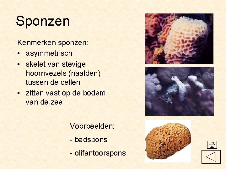 Sponzen Kenmerken sponzen: • asymmetrisch • skelet van stevige hoornvezels (naalden) tussen de cellen