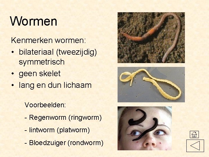 Wormen Kenmerken wormen: • bilateriaal (tweezijdig) symmetrisch • geen skelet • lang en dun