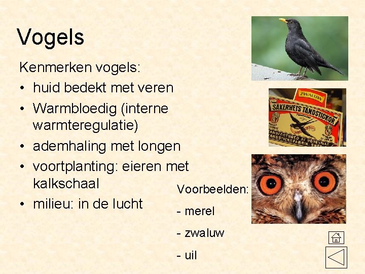 Vogels Kenmerken vogels: • huid bedekt met veren • Warmbloedig (interne warmteregulatie) • ademhaling