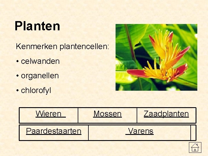 Planten Kenmerken plantencellen: • celwanden • organellen • chlorofyl Wieren Paardestaarten Mossen Zaadplanten Varens