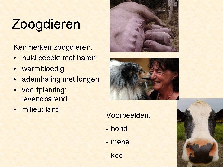 Zoogdieren Kenmerken zoogdieren: • huid bedekt met haren • warmbloedig • ademhaling met longen