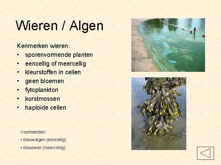 Wieren / Algen Kenmerken wieren: • sporenvormende planten • eencellig of meercellig • kleurstoffen