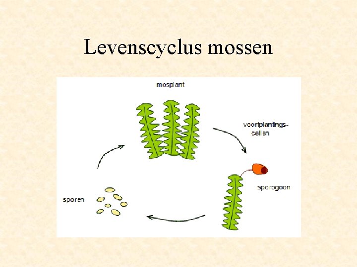 Levenscyclus mossen 