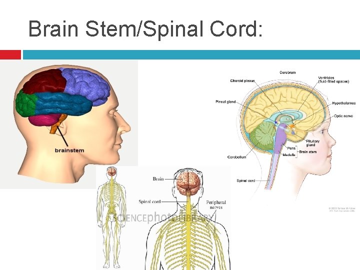 Brain Stem/Spinal Cord: 