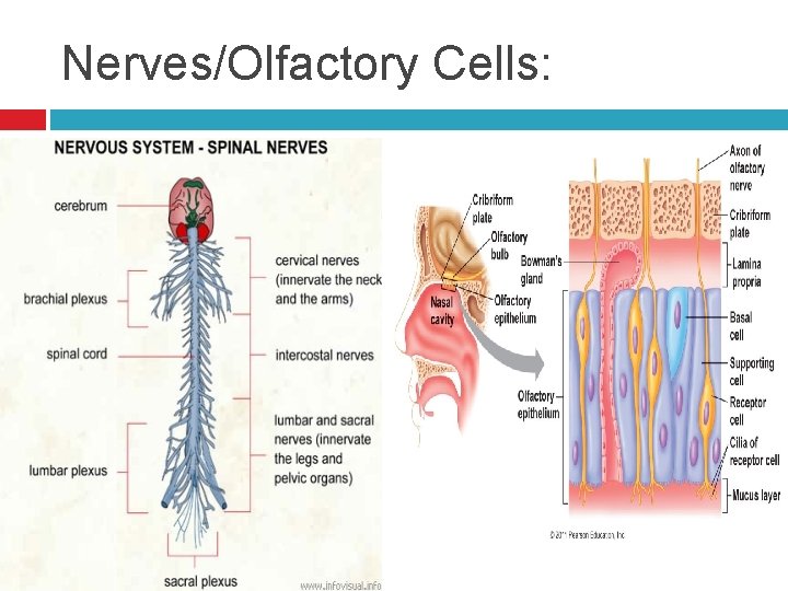 Nerves/Olfactory Cells: 