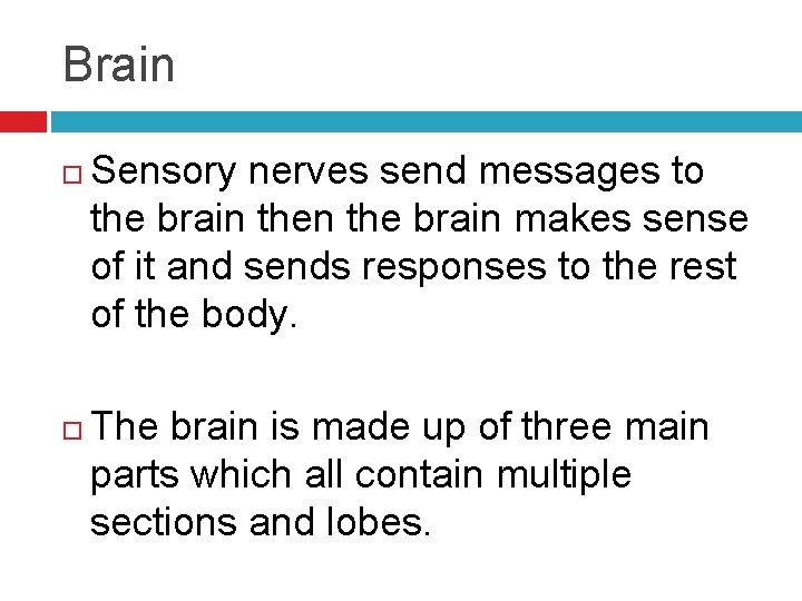 Brain Sensory nerves send messages to the brain makes sense of it and sends