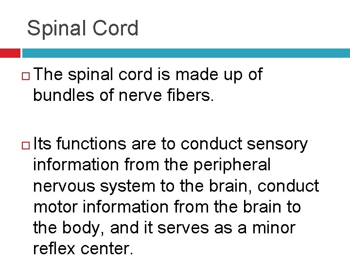 Spinal Cord The spinal cord is made up of bundles of nerve fibers. Its