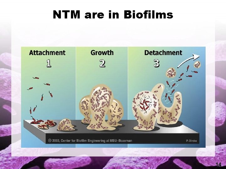 NTM are in Biofilms 14 