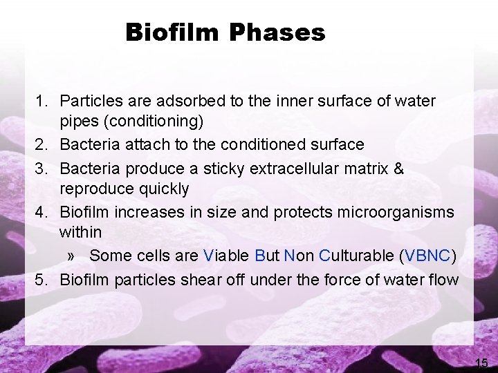 Biofilm Phases 1. Particles are adsorbed to the inner surface of water pipes (conditioning)