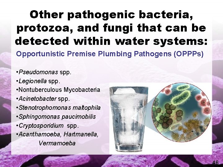 Other pathogenic bacteria, protozoa, and fungi that can be detected within water systems: Opportunistic