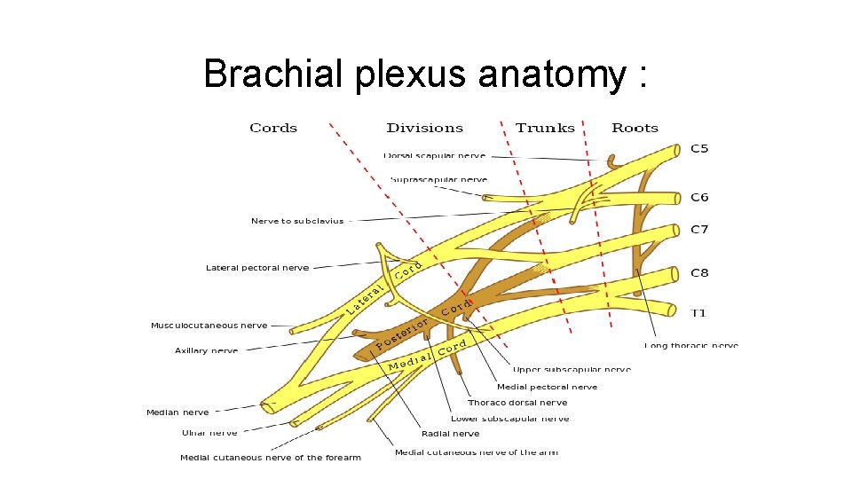 Brachial plexus anatomy : 
