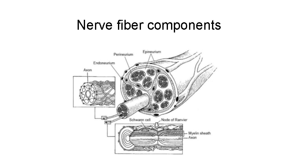 Nerve fiber components 