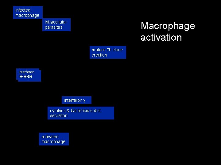 infected macrophage intracellular parasites Macrophage activation mature Th clone creation interferon receptor interferon γ