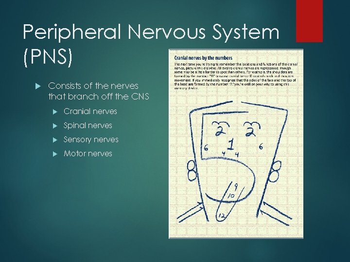 Peripheral Nervous System (PNS) Consists of the nerves that branch off the CNS Cranial