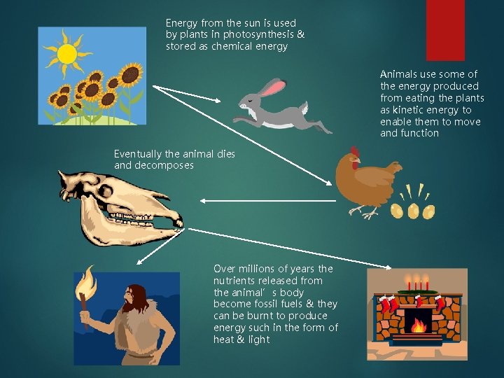 Energy from the sun is used by plants in photosynthesis & stored as chemical