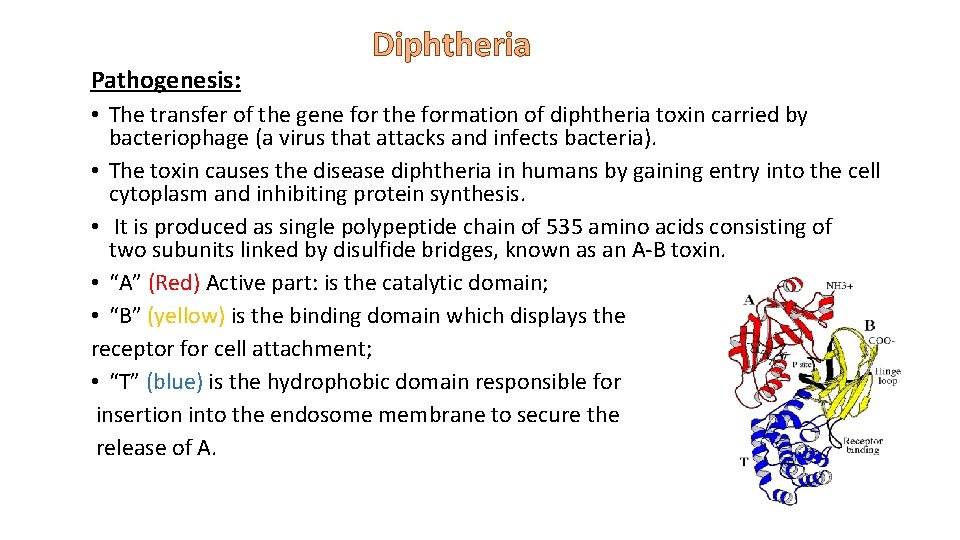Pathogenesis: Diphtheria • The transfer of the gene for the formation of diphtheria toxin
