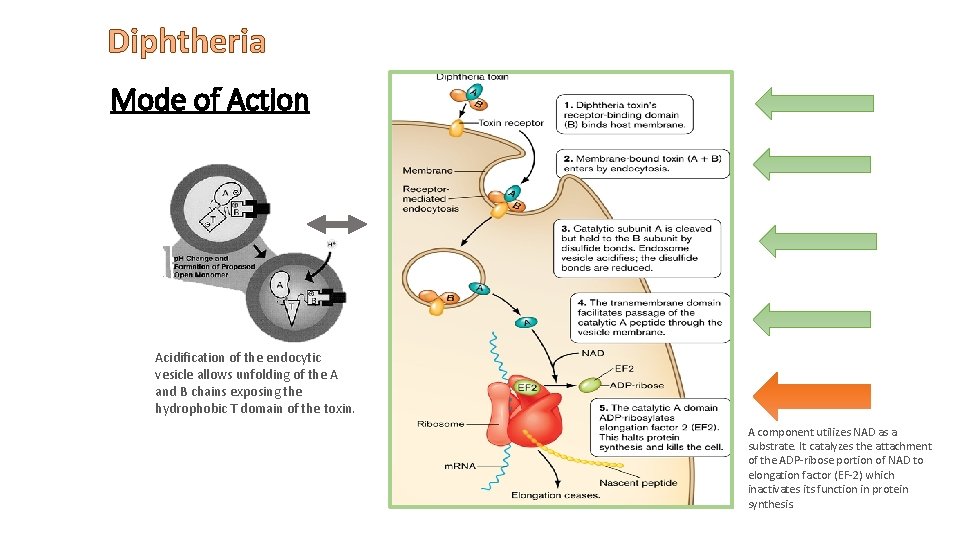 Diphtheria Mode of Action Acidification of the endocytic vesicle allows unfolding of the A