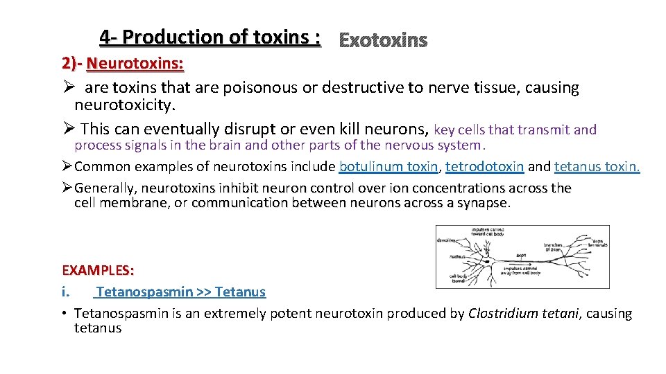 4 - Production of toxins : Exotoxins 2)- Neurotoxins: Ø are toxins that are