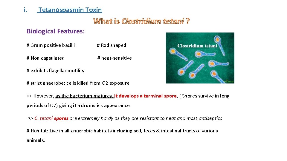 i. Tetanospasmin Toxin What is Clostridium tetani ? Biological Features: # Gram positive bacilli