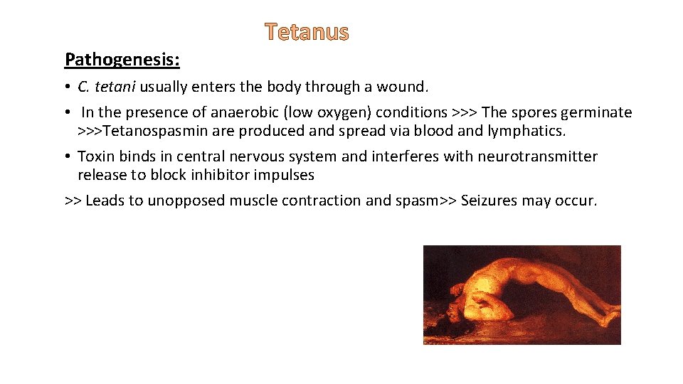 Tetanus Pathogenesis: • C. tetani usually enters the body through a wound. • In