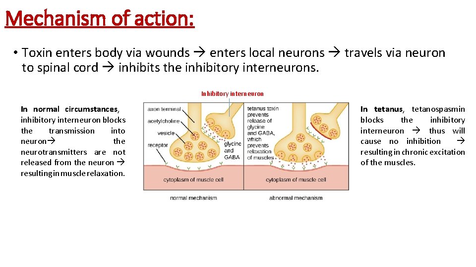 Mechanism of action: • Toxin enters body via wounds enters local neurons travels via