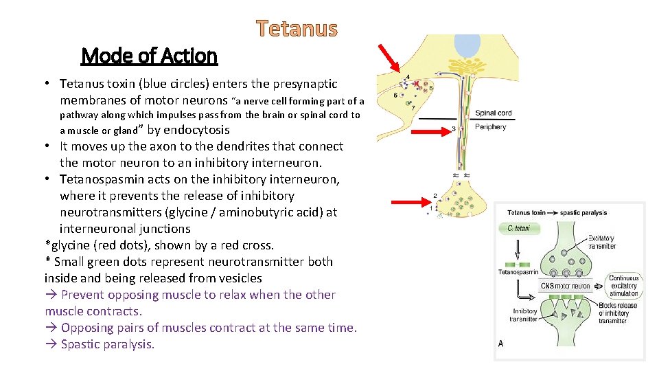 Mode of Action Tetanus • Tetanus toxin (blue circles) enters the presynaptic membranes of