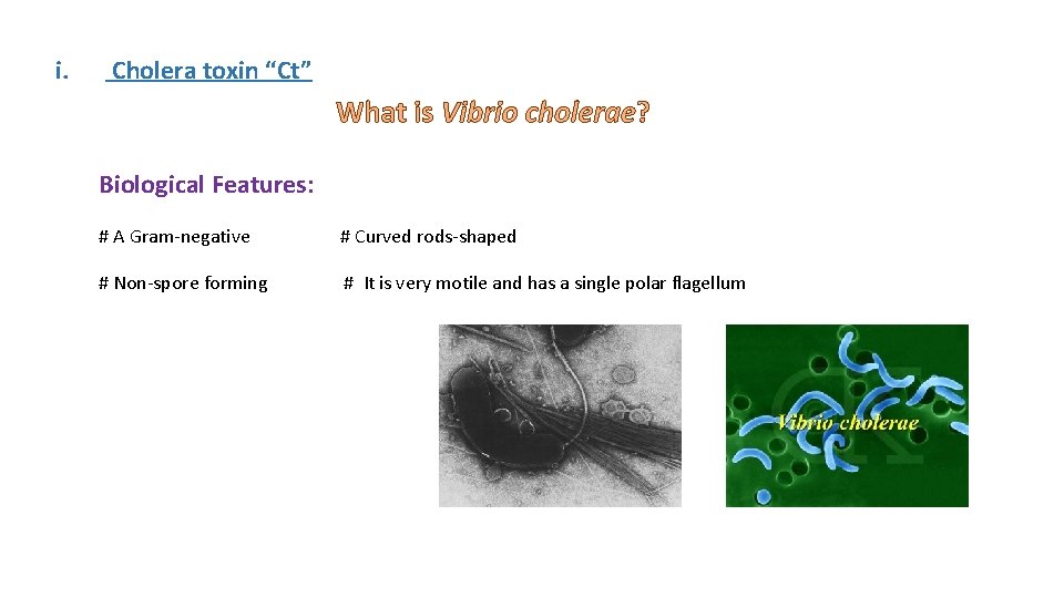 i. Cholera toxin “Ct” What is Vibrio cholerae? Biological Features: # A Gram-negative #