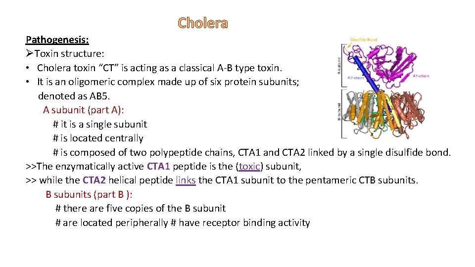 Cholera Pathogenesis: ØToxin structure: • Cholera toxin “CT” is acting as a classical A-B