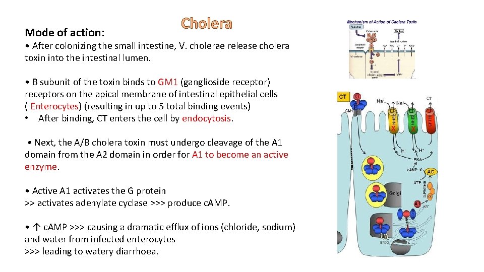 Mode of action: Cholera • After colonizing the small intestine, V. cholerae release cholera