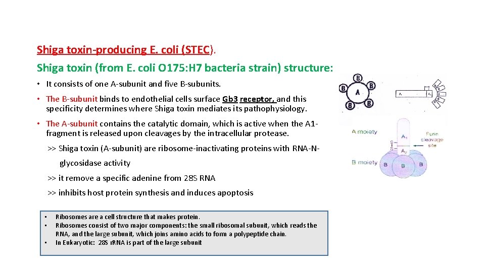 Shiga toxin-producing E. coli (STEC). Shiga toxin (from E. coli O 175: H 7