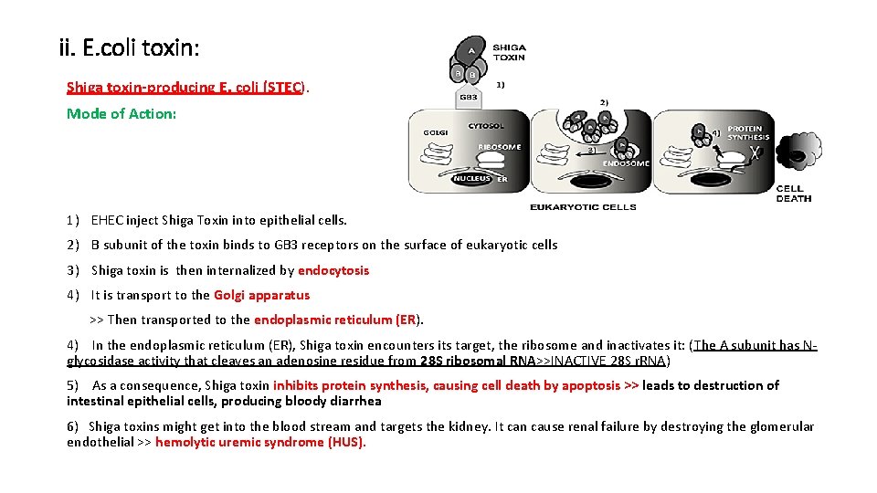 ii. E. coli toxin: Shiga toxin-producing E. coli (STEC). Mode of Action: 1) EHEC