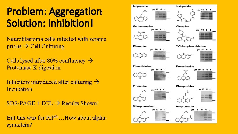 Problem: Aggregation Solution: Inhibition! Neuroblastoma cells infected with scrapie prions Cell Culturing Cells lysed