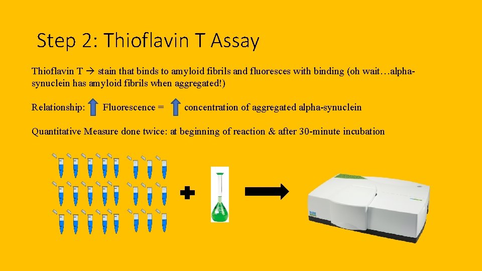 Step 2: Thioflavin T Assay Thioflavin T stain that binds to amyloid fibrils and