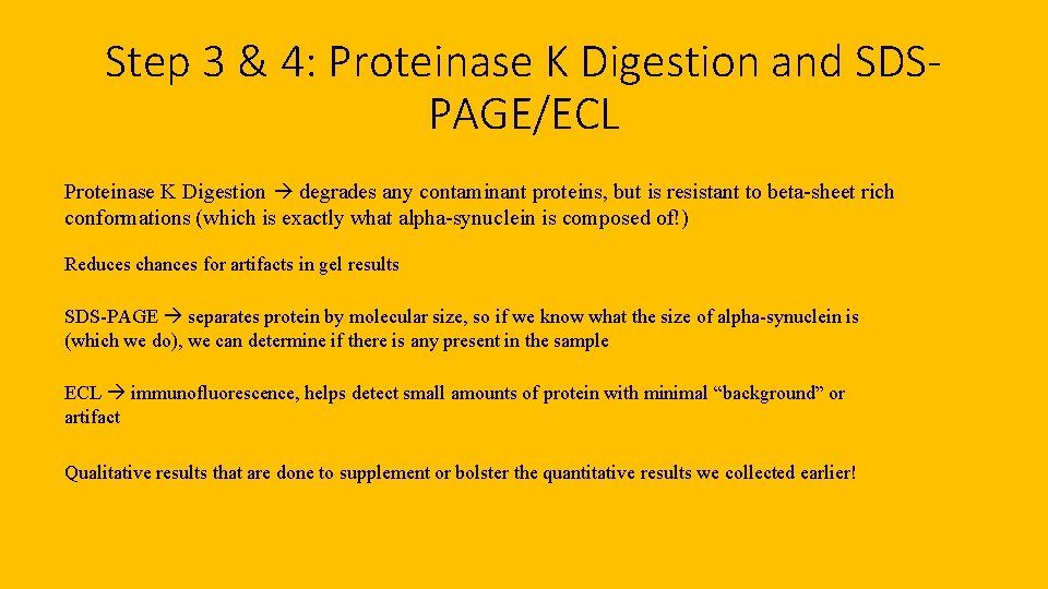 Step 3 & 4: Proteinase K Digestion and SDSPAGE/ECL Proteinase K Digestion degrades any