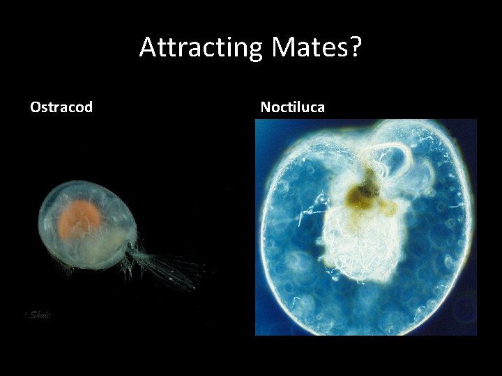 Attracting Mates? Ostracod Noctiluca 