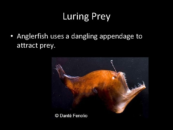 Luring Prey • Anglerfish uses a dangling appendage to attract prey. 