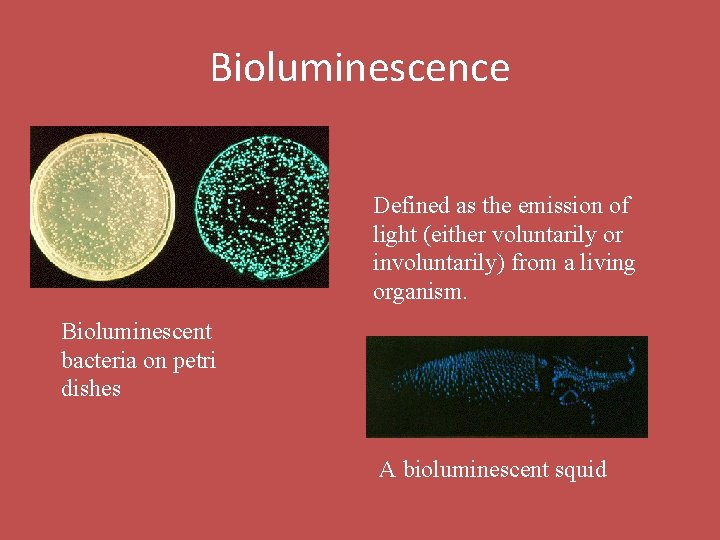 Bioluminescence Defined as the emission of light (either voluntarily or involuntarily) from a living