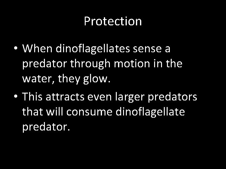Protection • When dinoflagellates sense a predator through motion in the water, they glow.