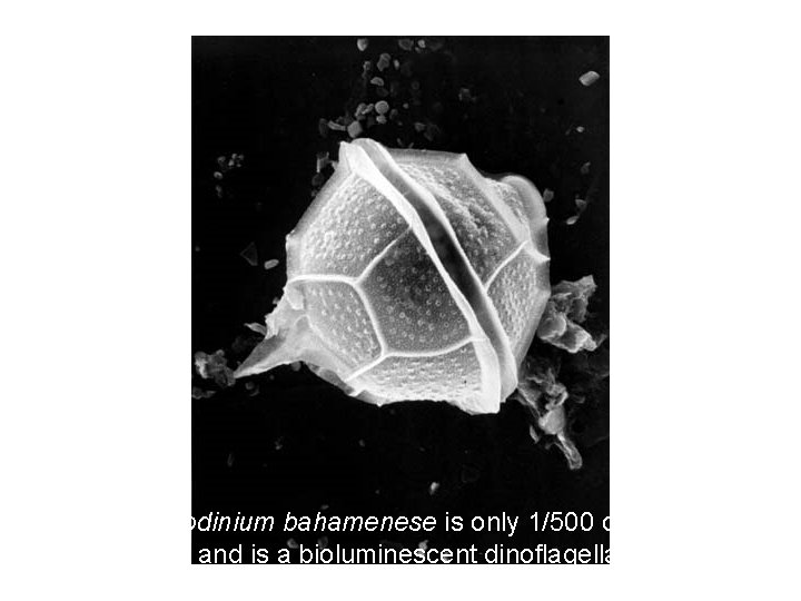 Pyrodinium bahamenese is only 1/500 of an inch and is a bioluminescent dinoflagellate 