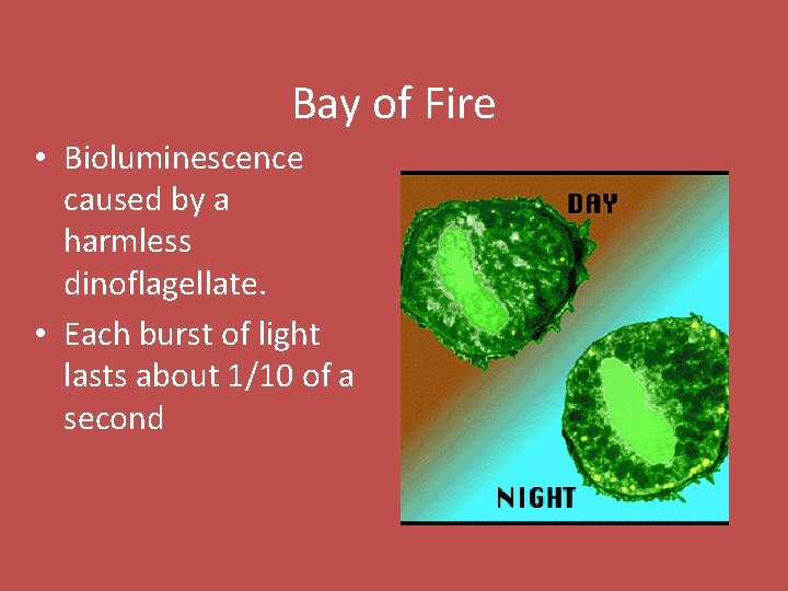 Bay of Fire • Bioluminescence caused by a harmless dinoflagellate. • Each burst of