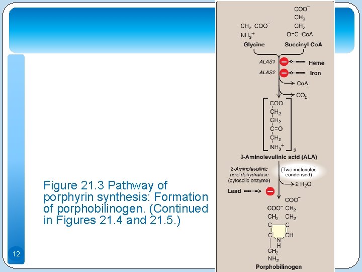 Figure 21. 3 Pathway of porphyrin synthesis: Formation of porphobilinogen. (Continued in Figures 21.