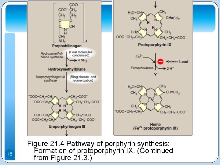 15 Figure 21. 4 Pathway of porphyrin synthesis: Formation of protoporphyrin IX. (Continued from