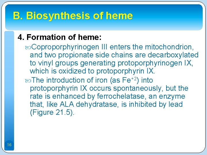 B. Biosynthesis of heme 4. Formation of heme: Coproporphyrinogen III enters the mitochondrion, and