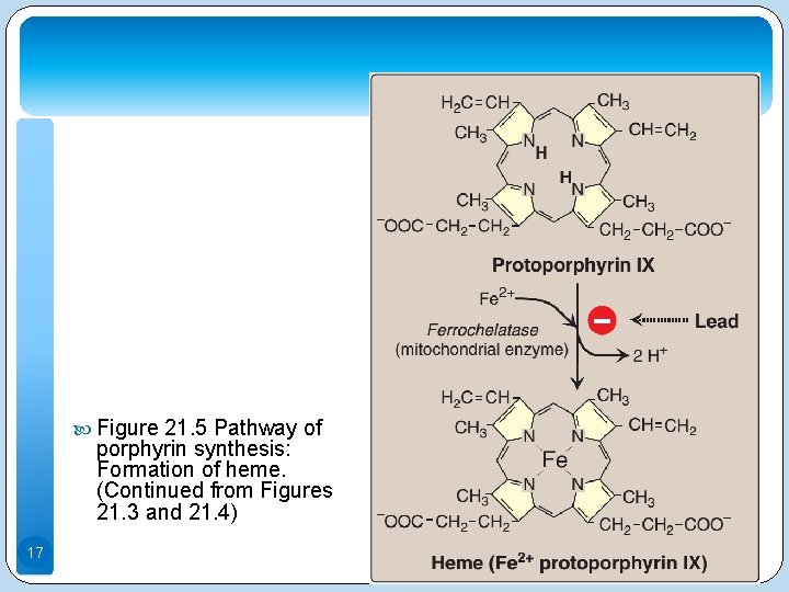  Figure 21. 5 Pathway of porphyrin synthesis: Formation of heme. (Continued from Figures