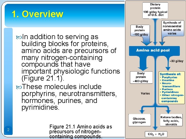1. Overview In addition to serving as building blocks for proteins, amino acids are