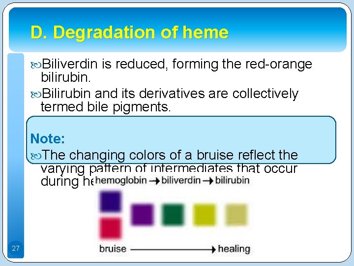 D. Degradation of heme Biliverdin is reduced, forming the red-orange bilirubin. Bilirubin and its