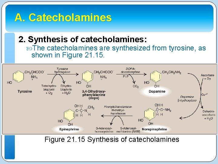 A. Catecholamines 2. Synthesis of catecholamines: The catecholamines are synthesized from tyrosine, as shown