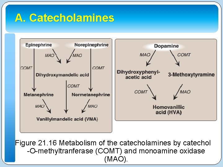 A. Catecholamines Figure 21. 16 Metabolism of the catecholamines by catechol -O-methyltranferase (COMT) and