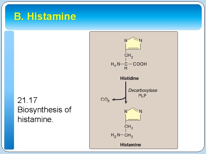 B. Histamine 21. 17 Biosynthesis of histamine. 